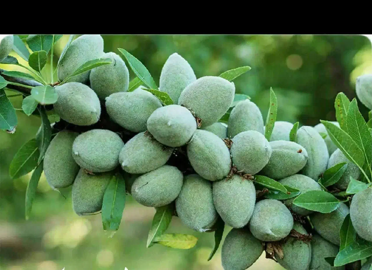 توزیع نهال بادام آذر یکساله به قیمت 50 هزار تومان|خدمات باغبانی و درختکاری|بردسکن, |دیوار