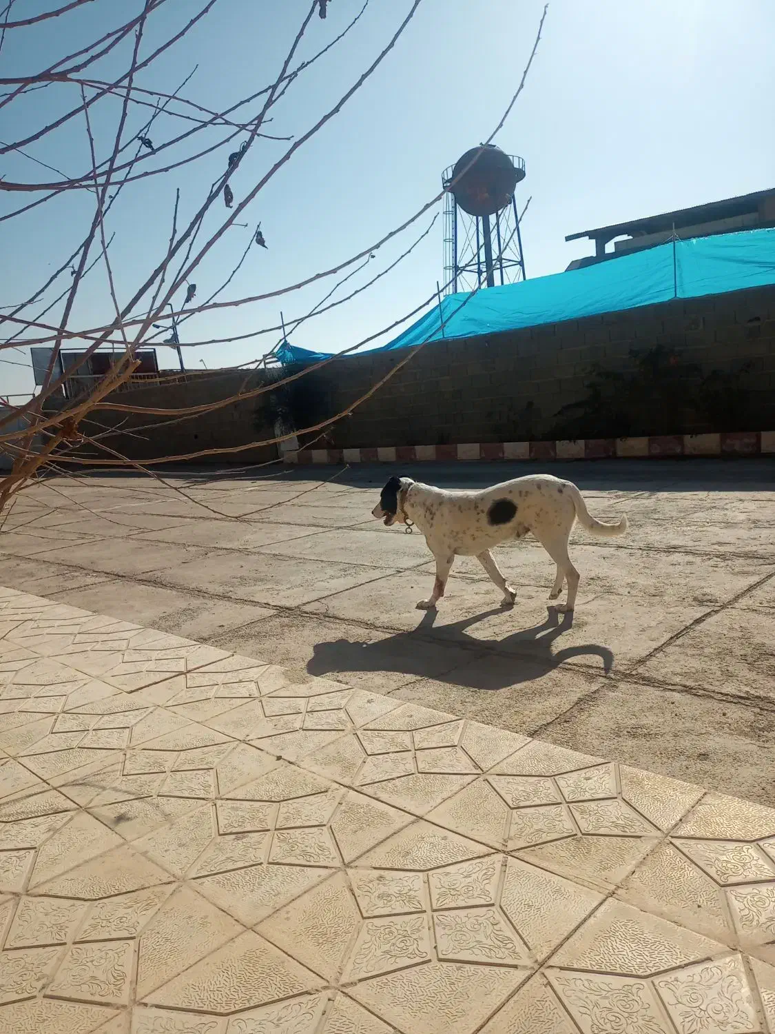 سگ نگهبان|حیوانات|کوهدشت, |دیوار