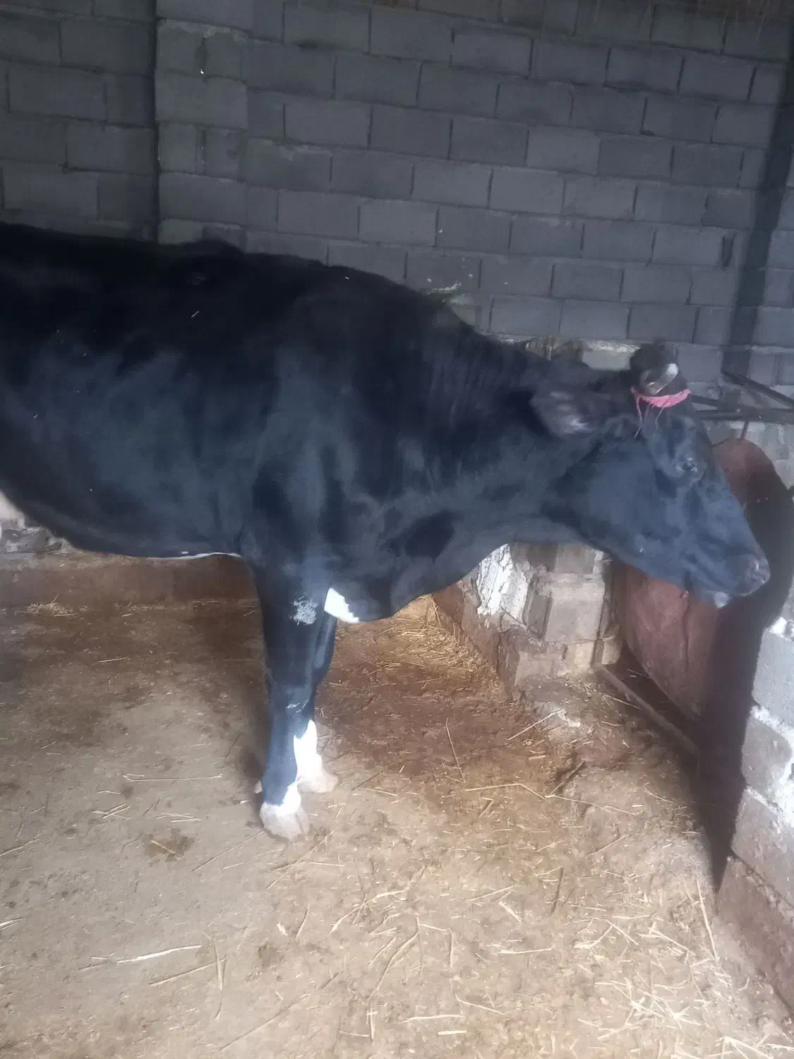 گاو فروشی|حیوانات مزرعه|شیروان (خراسان), |دیوار