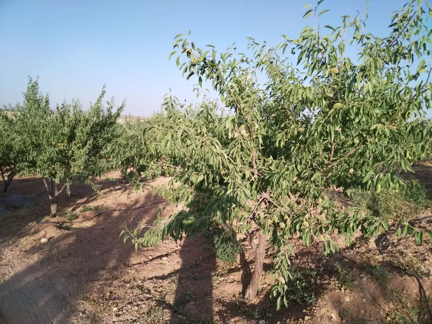 فروش باغ بادام ۲۰۰۰۰متری|فروش زمین و ملک کلنگی|بن, |دیوار