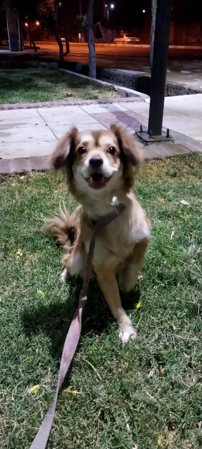 واگذاری به خانواده حیوان دوست|سگ|کرمان, |دیوار