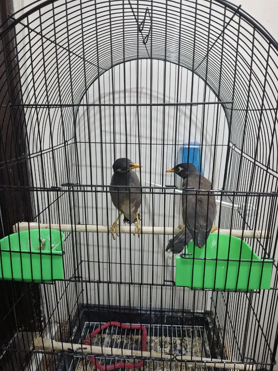 مینا|پرنده|مشهد, عبادی|دیوار