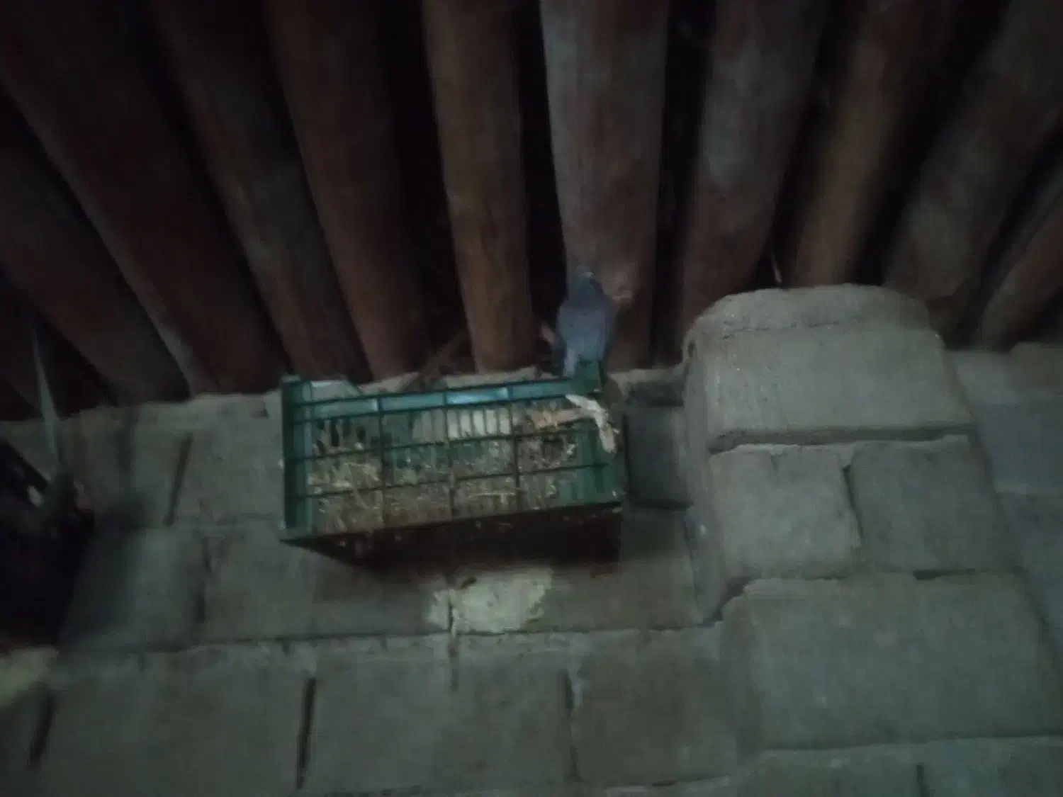 کبوتر|پرنده|میانه, |دیوار