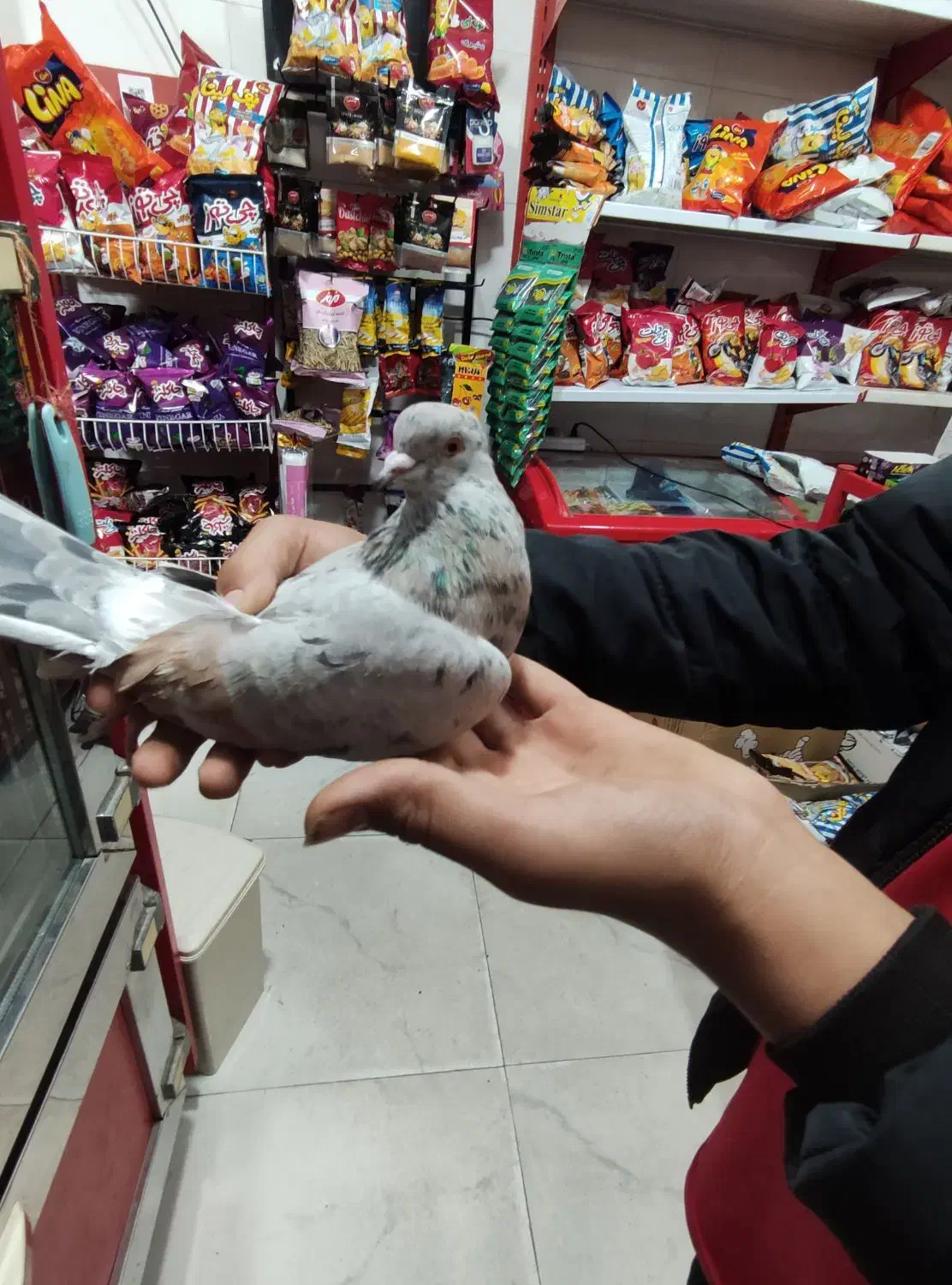 یک عدد کفتر سرور پرشی تیپی|پرنده|مینودشت, |دیوار