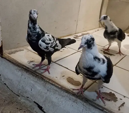 کفتر|پرنده|مشهد, کوی سیدی|دیوار