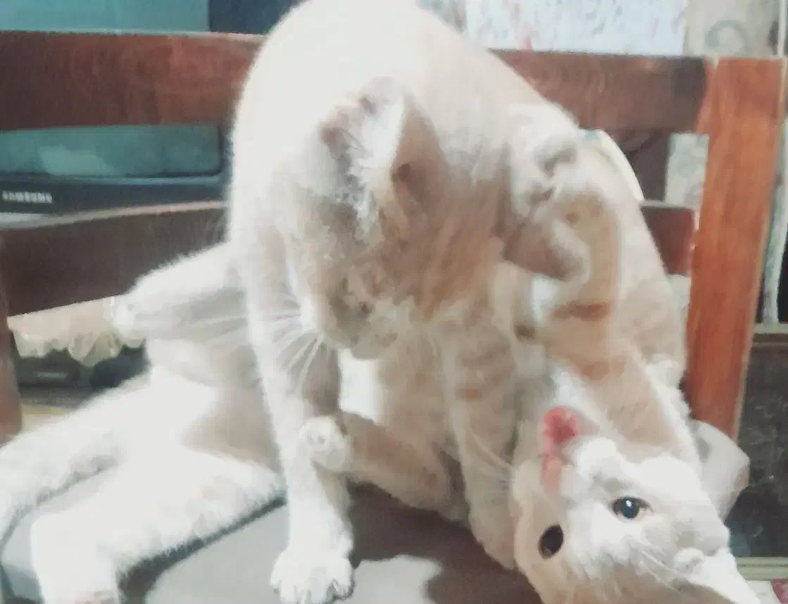 واگذاری گربهdomestic short hairرنگ کرم بژ|گربه|رشت, شهرک آیت الله منتظری|دیوار