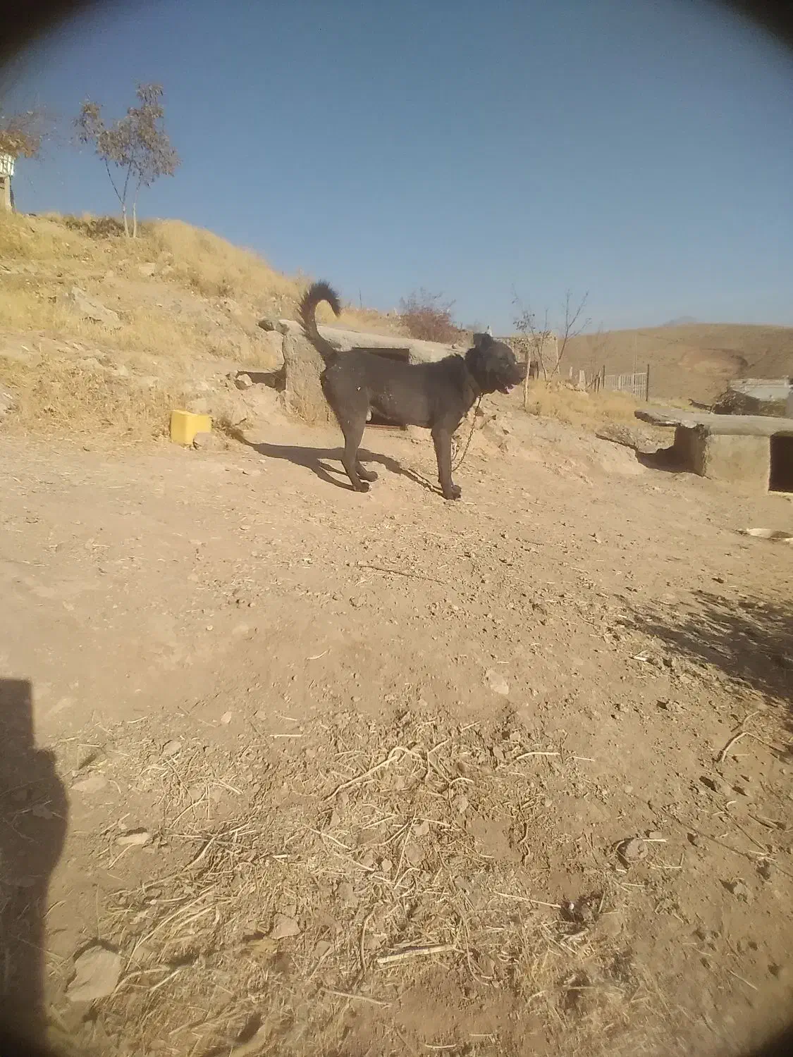 یک سگ خوب و باهوش برای نگهبانی|سگ|سلطانیه, |دیوار