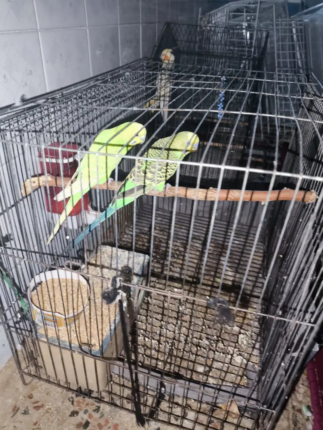 مرغ عشق سرو حال|پرنده|دهلران, |دیوار