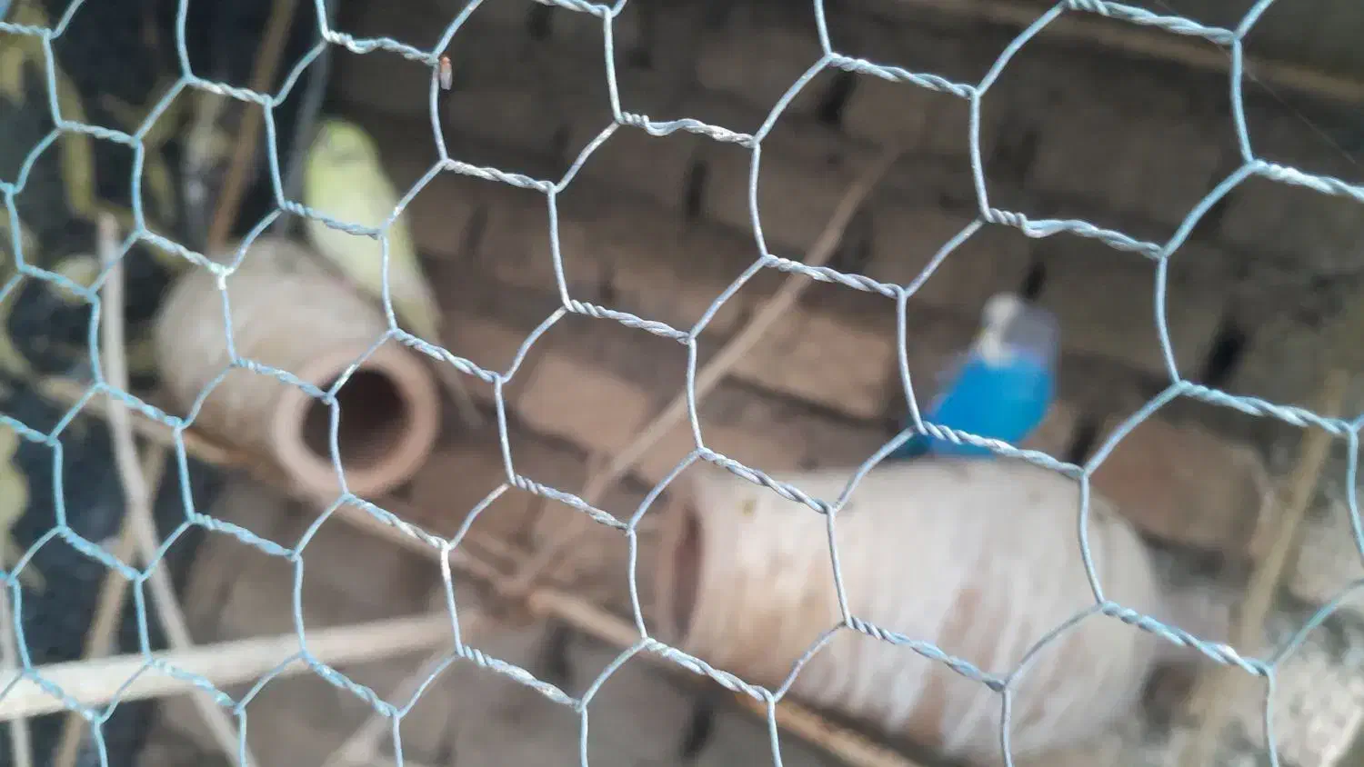 سرگرمی حیوانات  پرنده|پرنده|گرگان, |دیوار