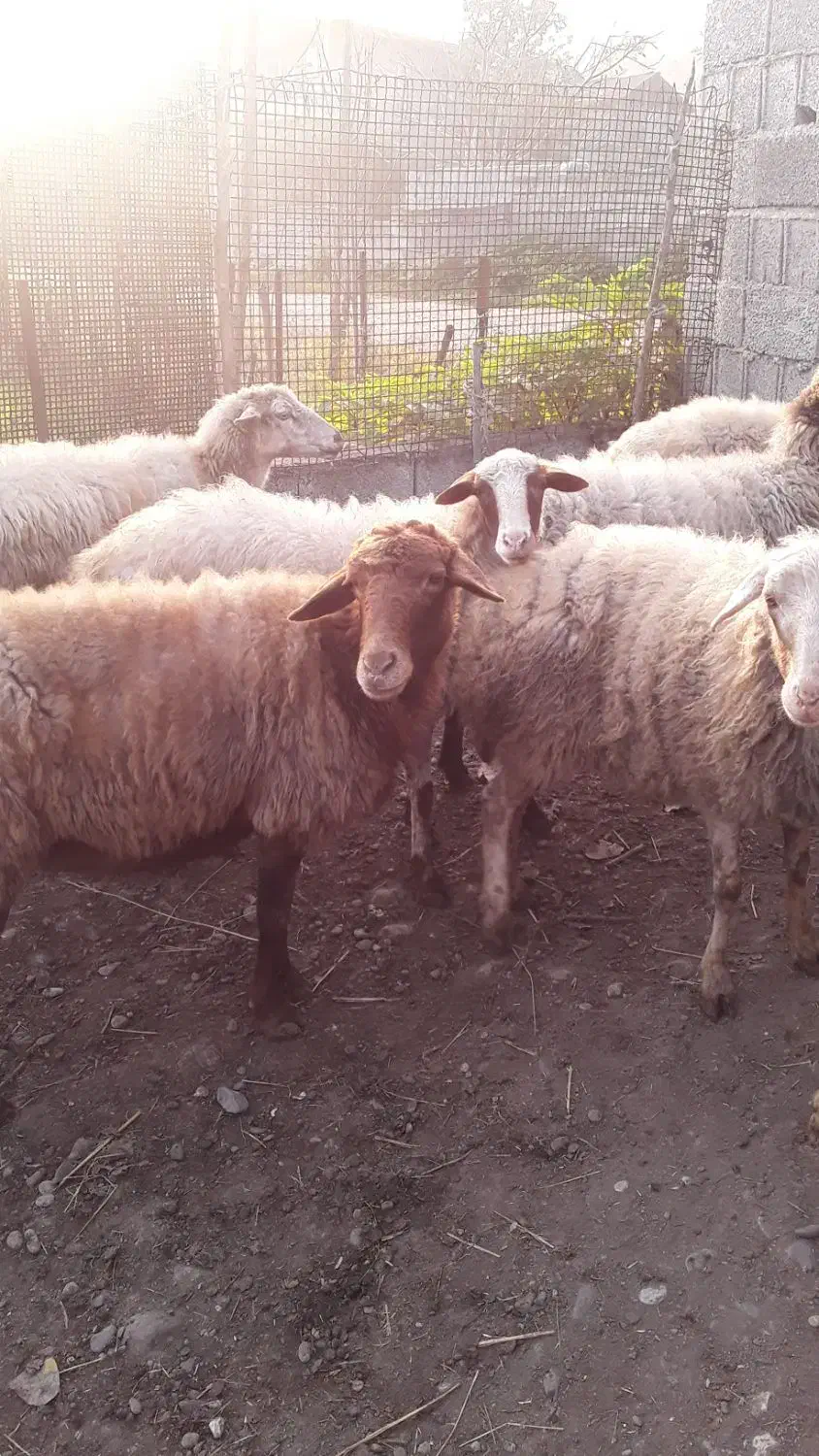 بره|حیوانات مزرعه|سنگر, |دیوار