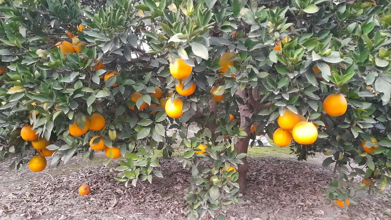 پرتقال تامسون و خونی ۱۰ تن درجه ۱|خوردنی و آشامیدنی|ساری, |دیوار