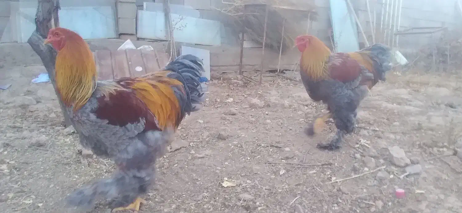 برهما اصیل|حیوانات مزرعه|قیدار, |دیوار