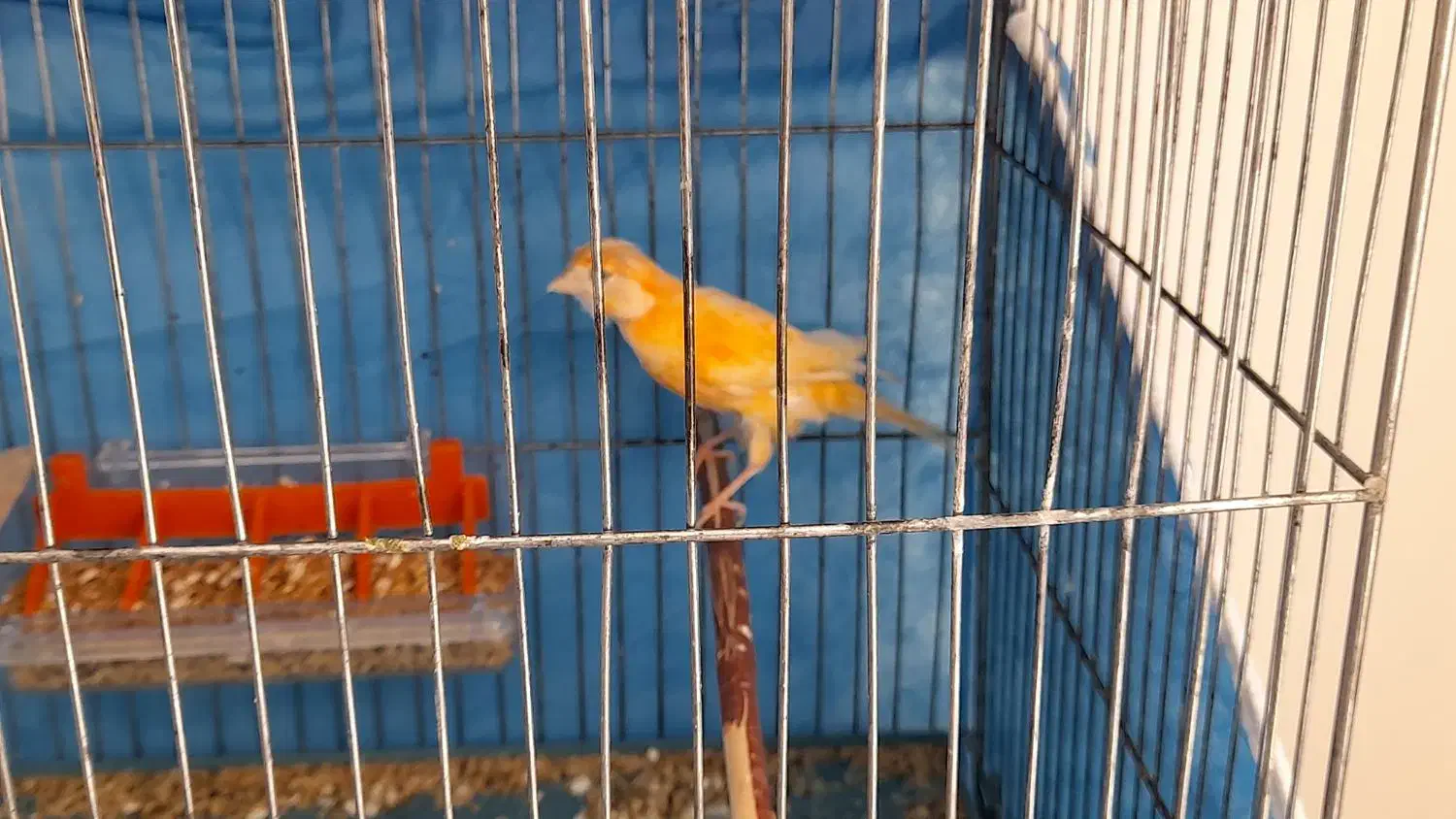 قناری ماده آماده پرتقالی|پرنده|بم, |دیوار