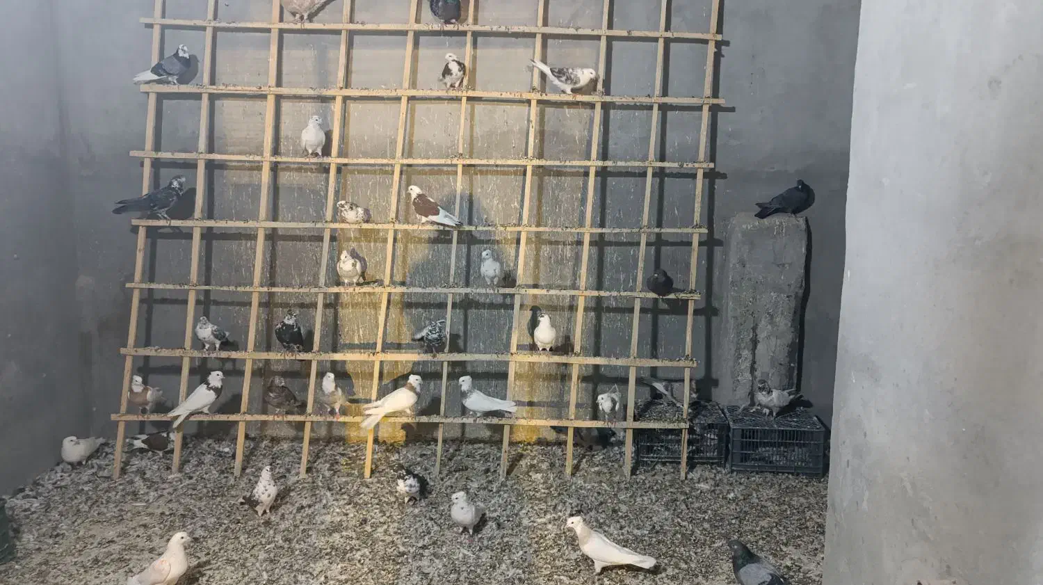 ...|پرنده|کوهدشت, |دیوار