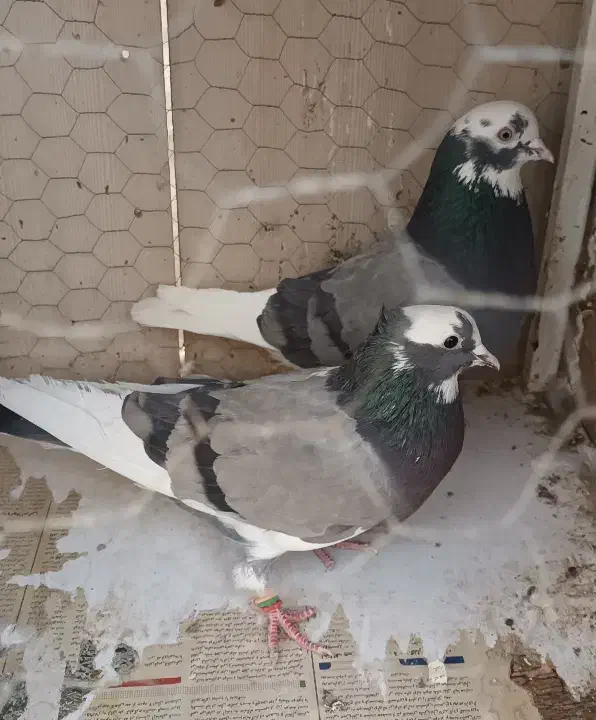 کفتر کبوتر|حیوانات|اندیشه, اندیشه فاز ۱|دیوار