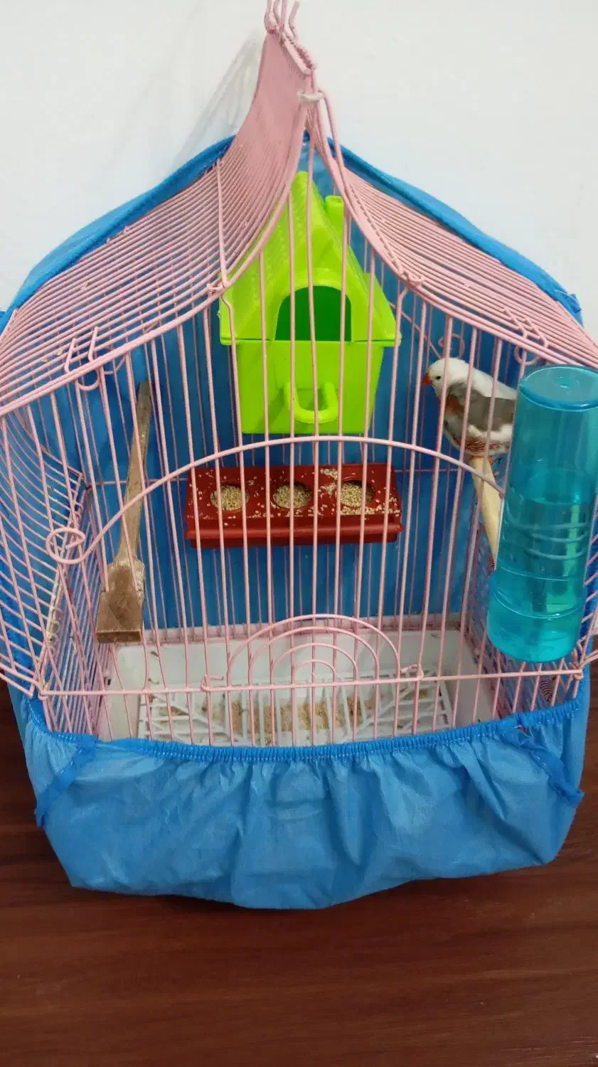 یک جفت فنچ بنگالی همراه لوازم قفس|پرنده|کرج, کمالشهر|دیوار