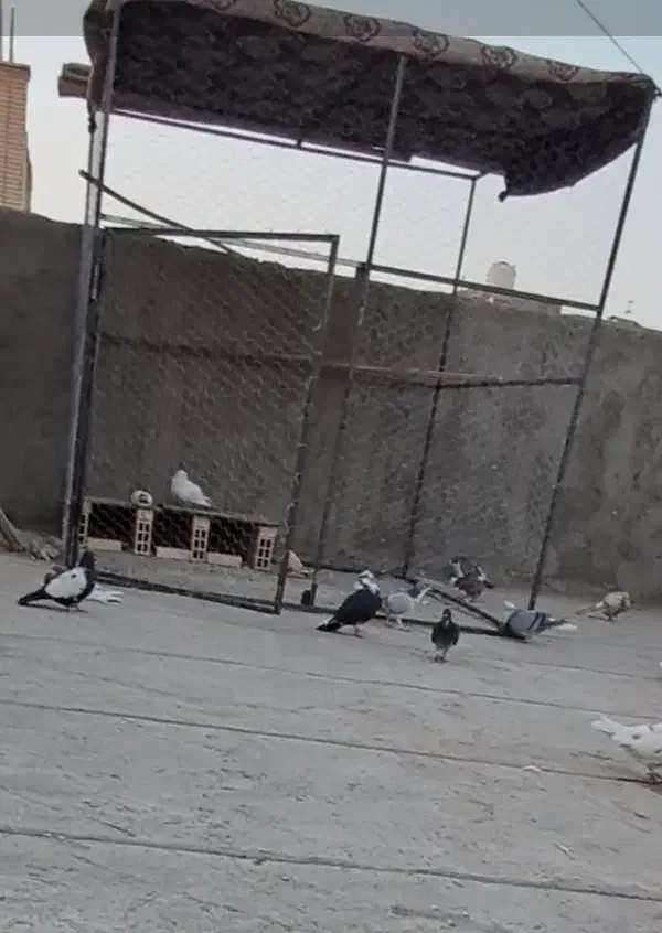 قفس بزرگ ۲×۲|پرنده|اصفهان, خانه اصفهان|دیوار