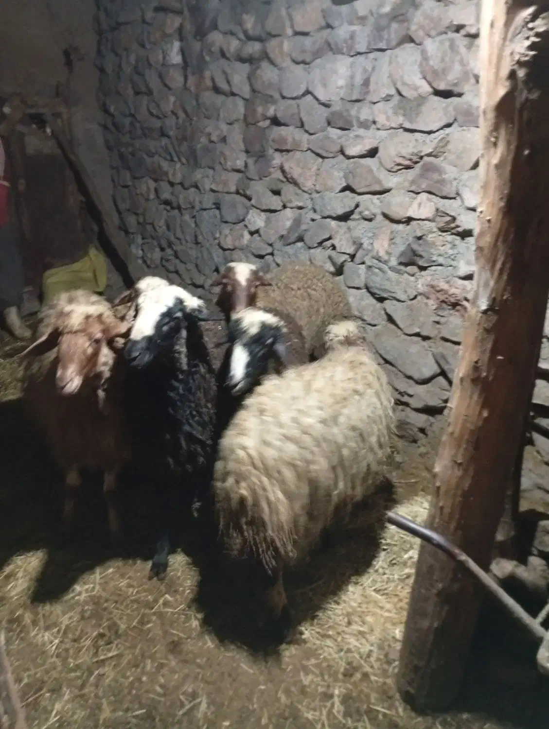گوسفند نر|حیوانات مزرعه|دهگلان, |دیوار