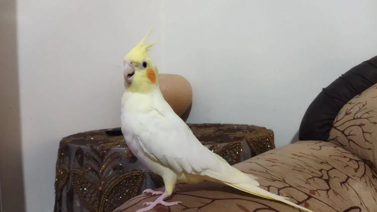 عروس هلندی گم شده|پرنده|ساوه, |دیوار