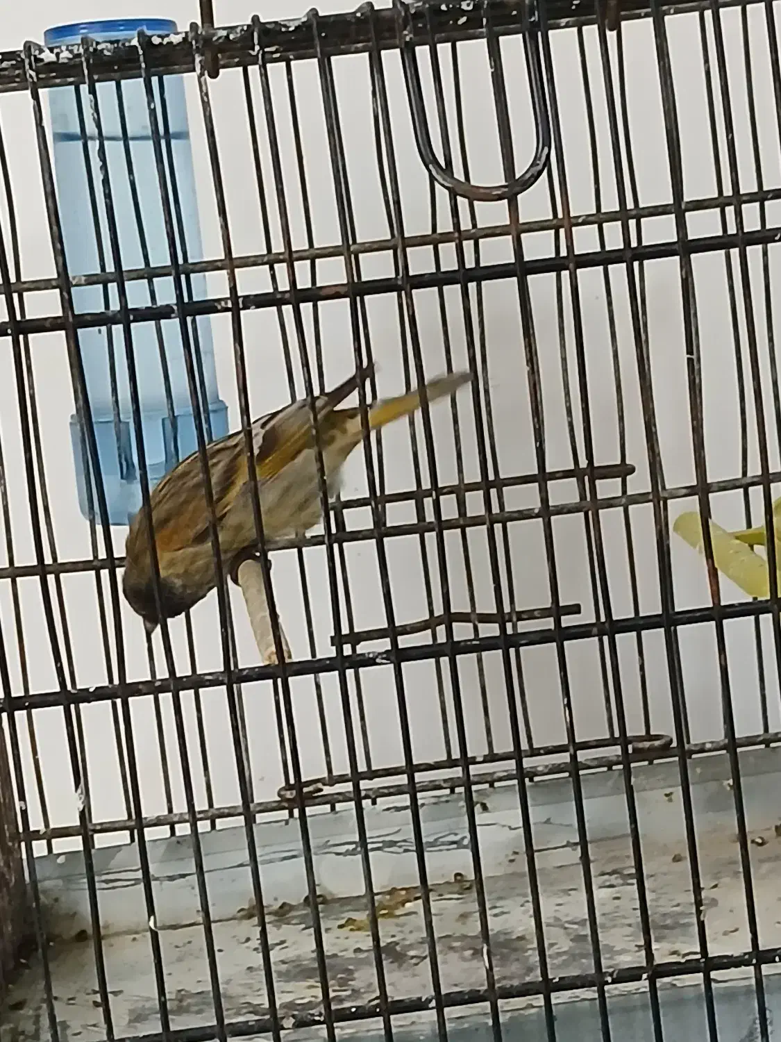 گلبسر مست درشت|پرنده|فردیس, شهرک شهید حسینی|دیوار