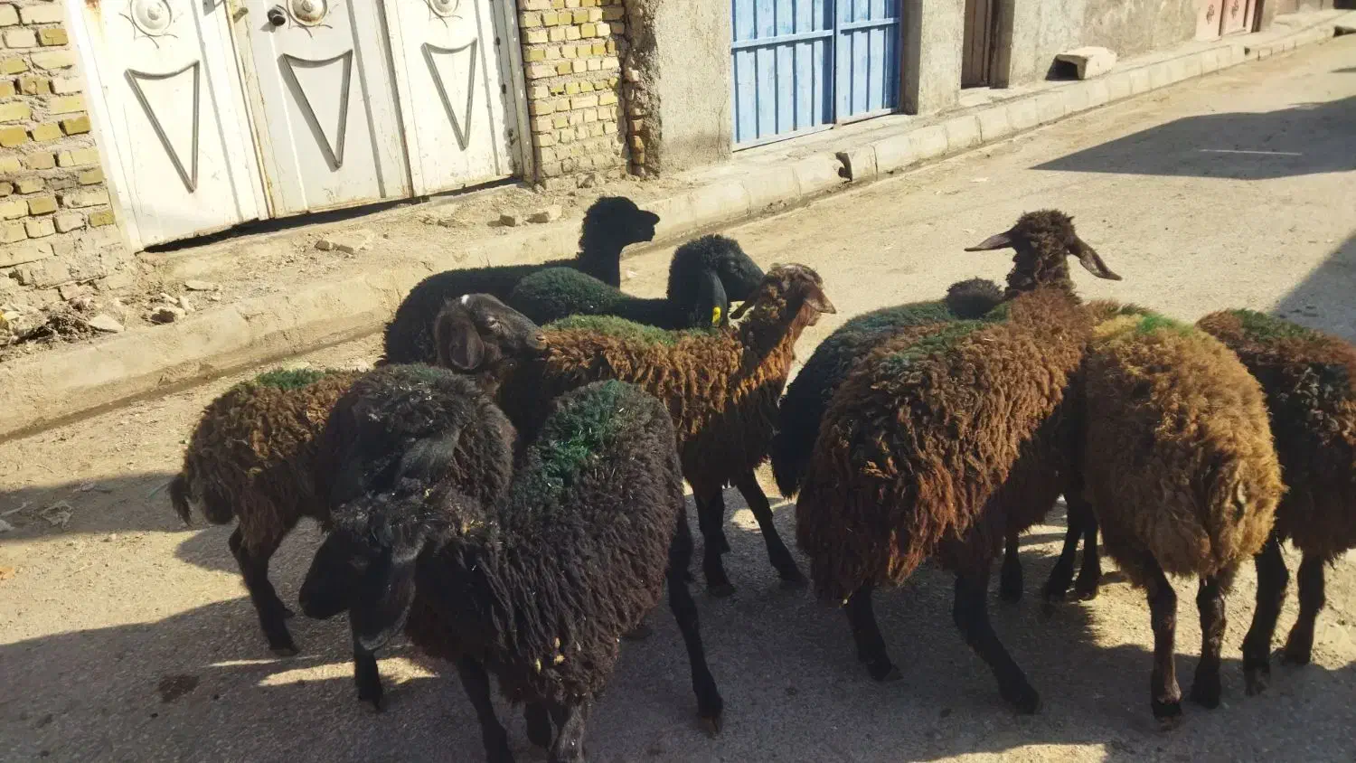 بره ماده سالم سلامت تضمینی|حیوانات مزرعه|قزوین, |دیوار