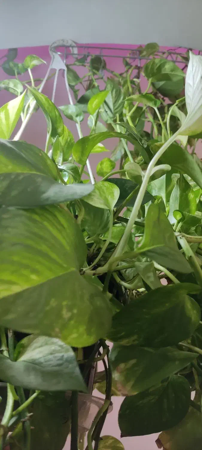 گل طبیعی|گل و گیاه طبیعی|اسلام‌شهر, شهرک سعیدیه|دیوار