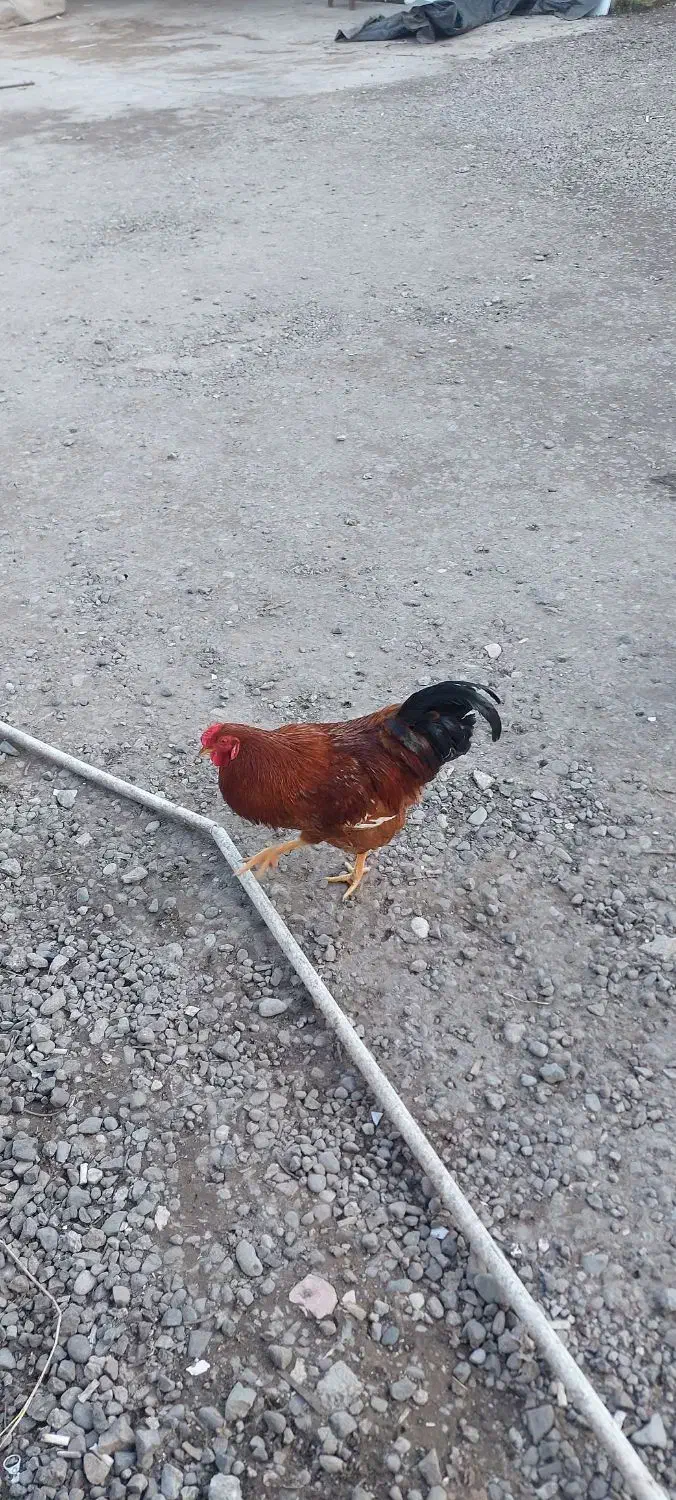 خروس محلی|حیوانات مزرعه|رشت, دیانتی|دیوار