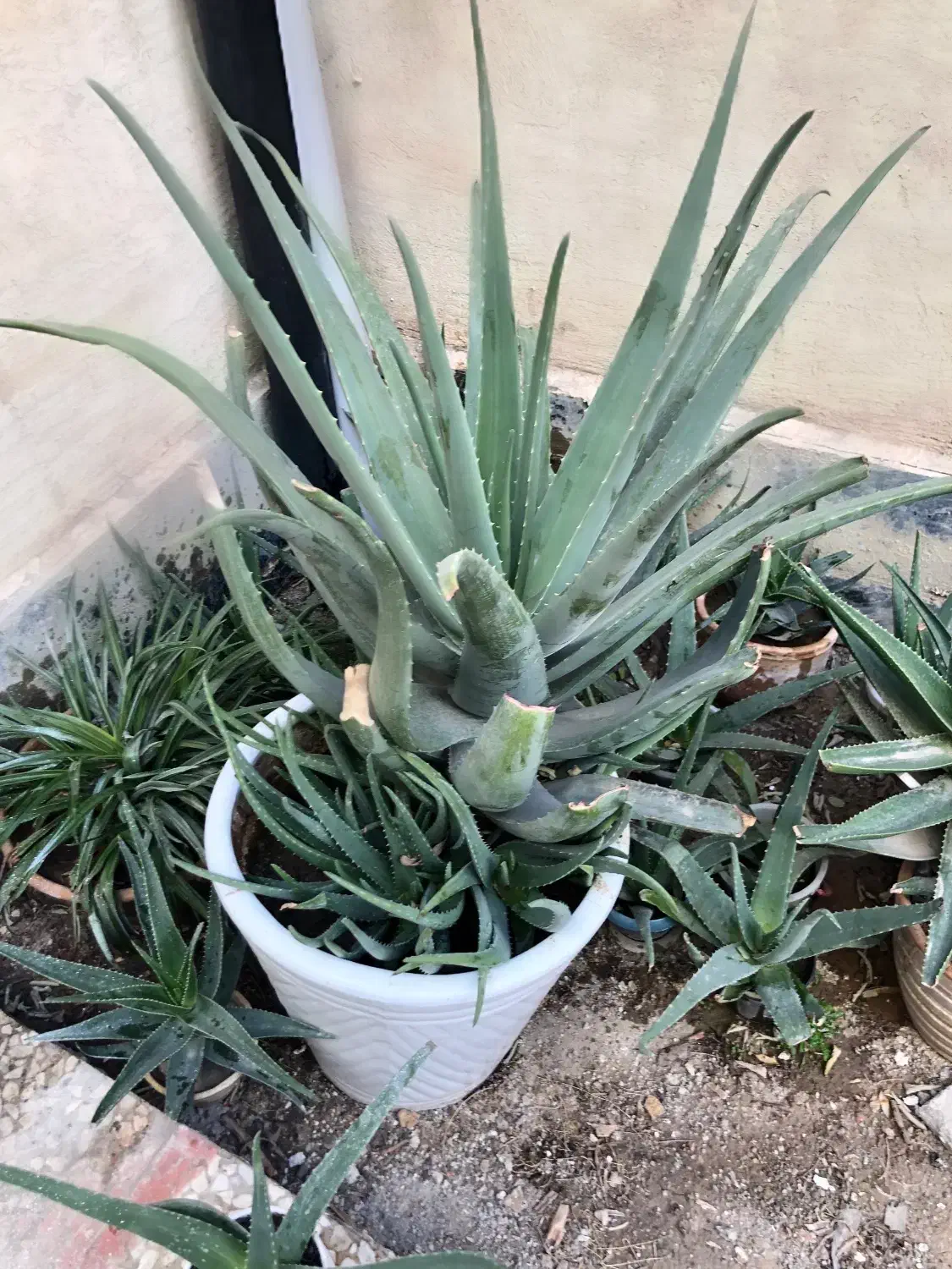 گل طبیعی|گل و گیاه طبیعی|اسلامشهر, شهرک انبیا|دیوار