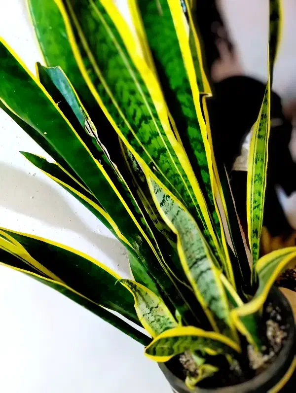 گلهای آپارتمانی بنسای، تراریوم، سانسوریا|گل و گیاه طبیعی|شیراز, هفت تنان|دیوار