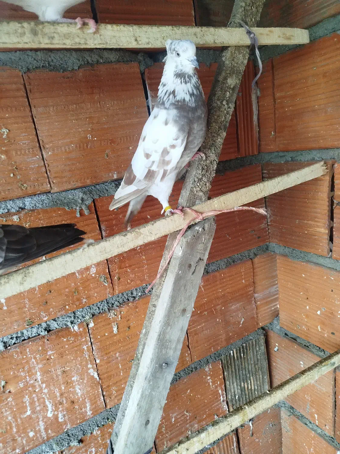 کبوتر|پرنده|بندر ترکمن, |دیوار