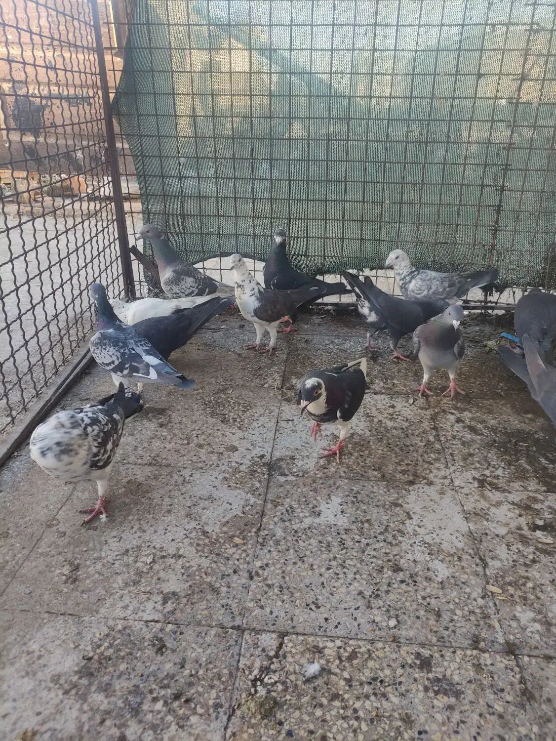 کفتر هوایی|پرنده|شیراز, کوشک میدان|دیوار