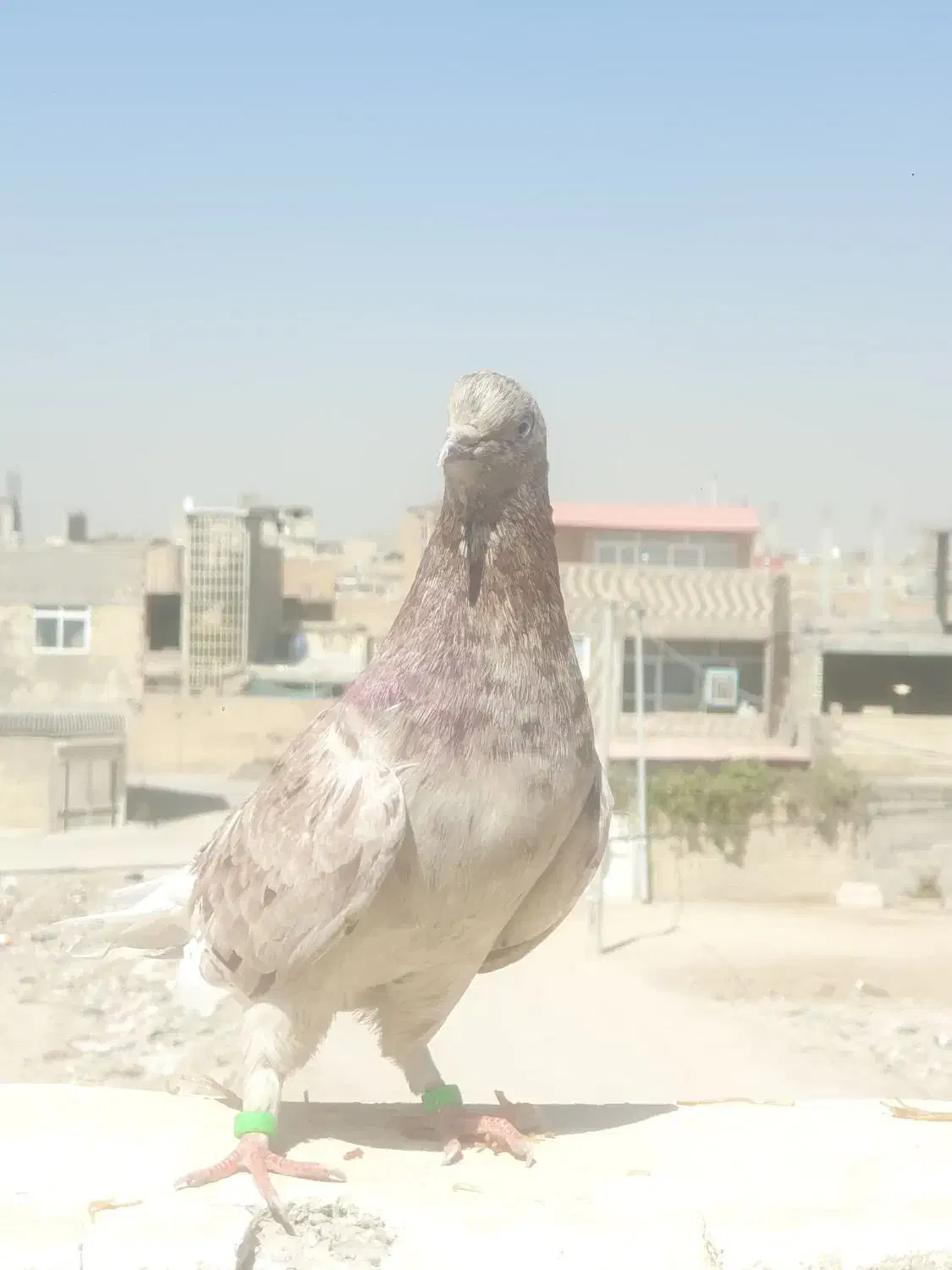 کبوتر|پرنده|خمینی‌شهر, |دیوار