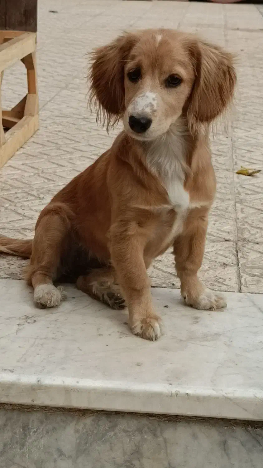 فروش سگ گلدن اشپیتز|سگ|فردیس, شهرک ۱۱۰|دیوار