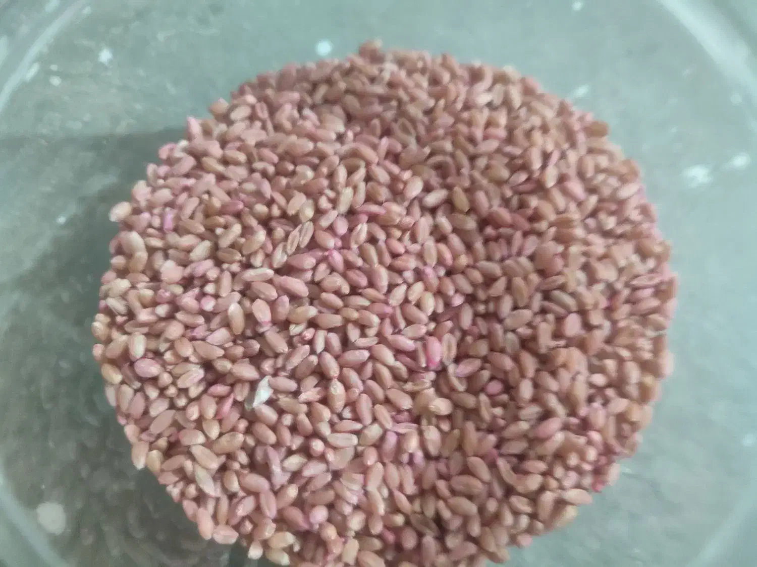 گندم بوجاری شده پیشکام|عمده‌فروشی|کنگاور, |دیوار