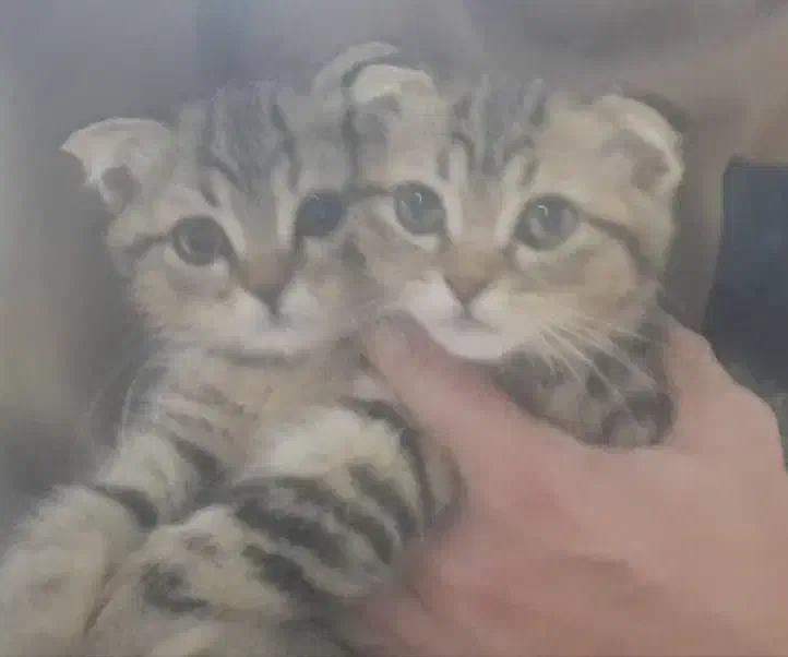 واگذاری دو گربه|گربه|ساوه, |دیوار