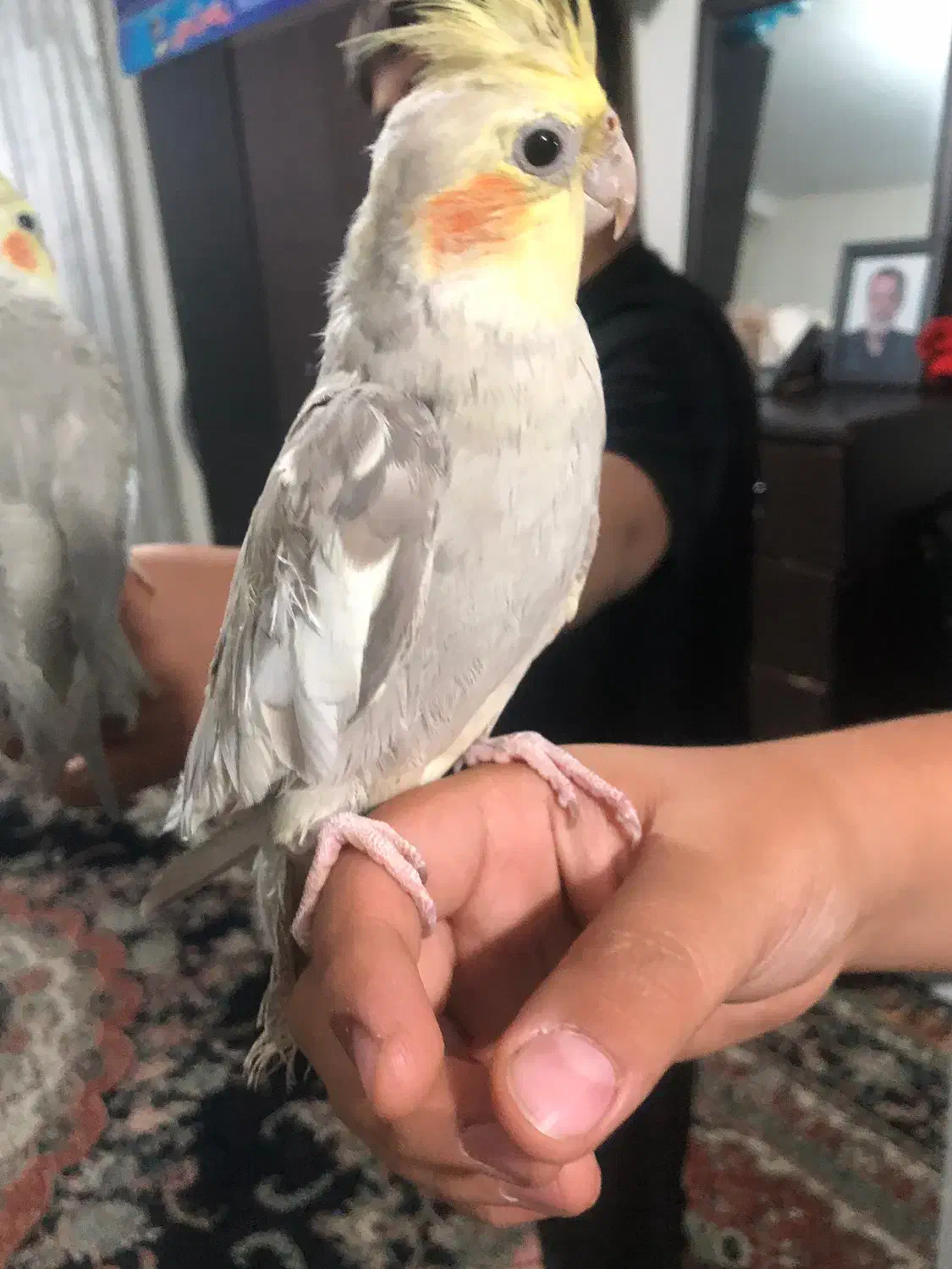 عروس هلندی|پرنده|تهران, هفده شهریور|دیوار