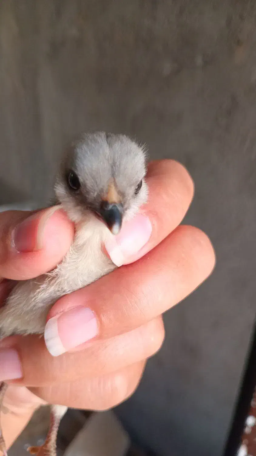 تخم نطفه دار گلین|حیوانات مزرعه|قزوین, |دیوار