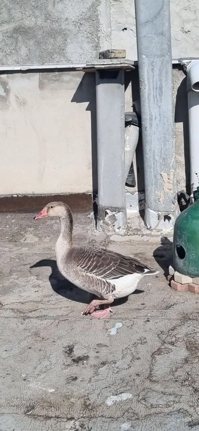 غاز محلی|حیوانات مزرعه|کرج, ساسانی (قلمستان)|دیوار