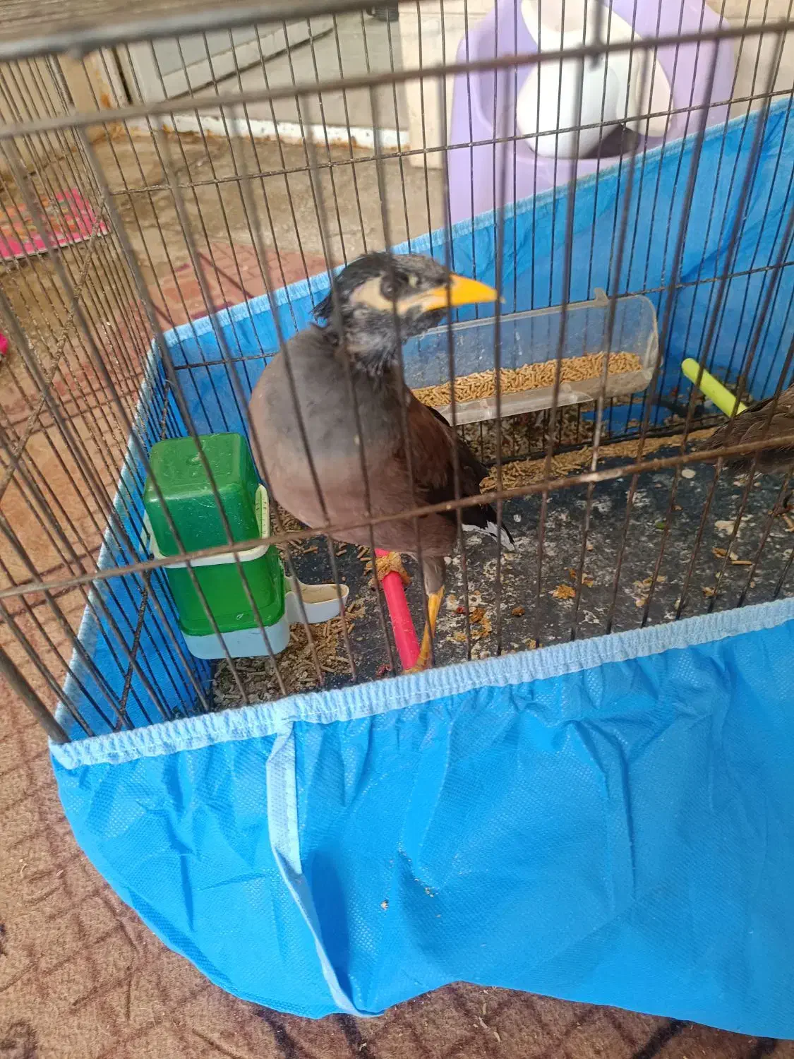 مرغ مینا و مرغ کاکولی|پرنده|یزد, |دیوار