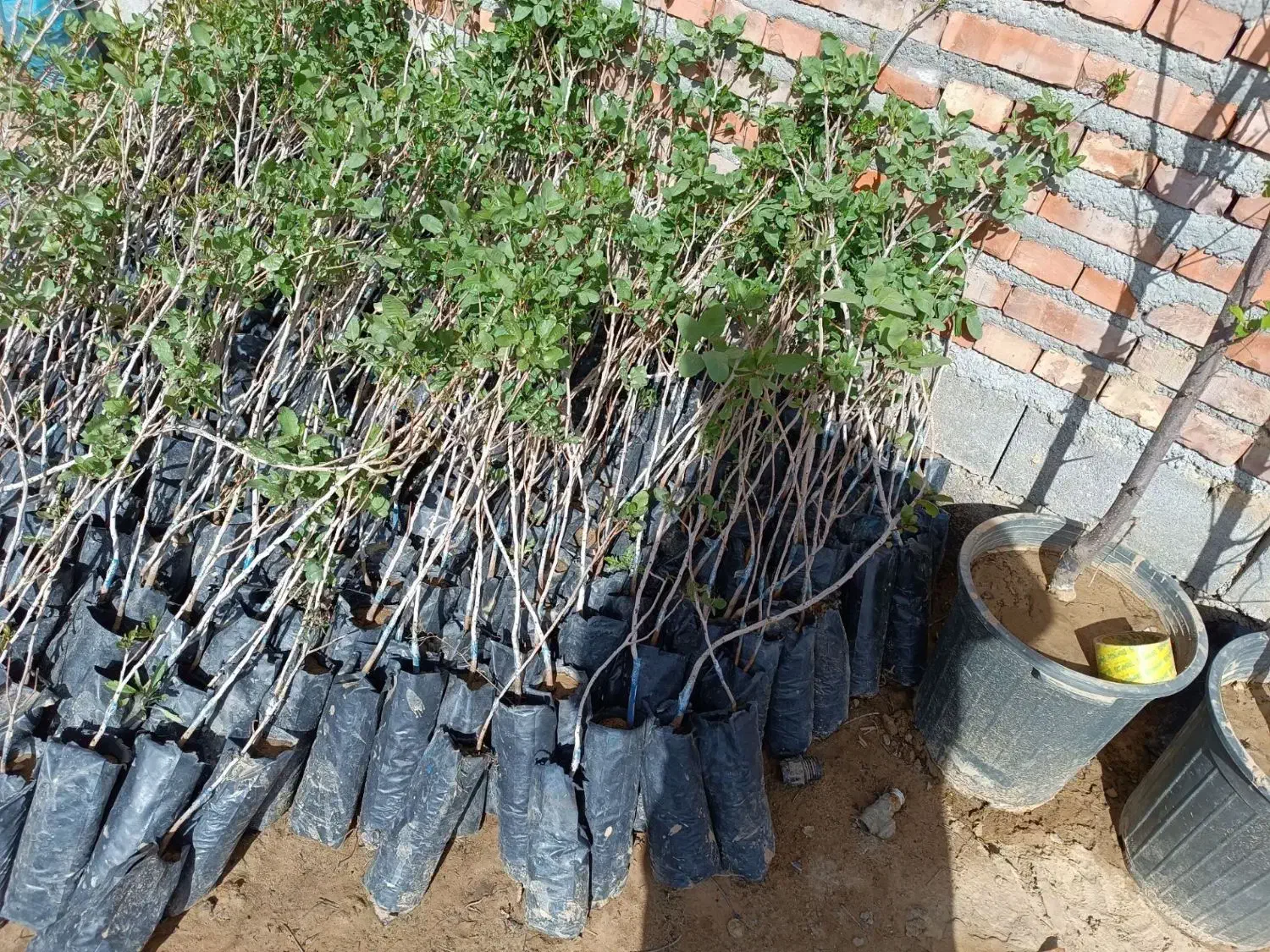 پسته پایه بادامی و بنه منناسب دین و خاک شور|خدمات باغبانی و درختکاری|تهران, امیریه|دیوار