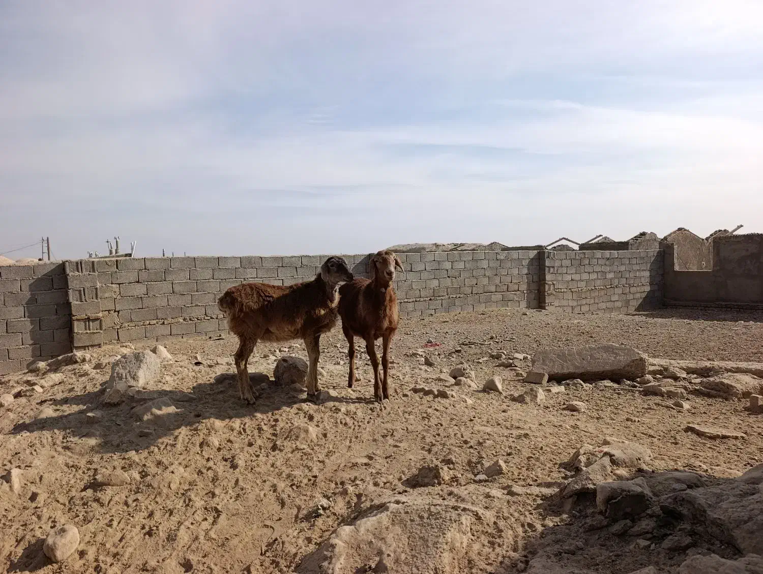 بره چینی|حیوانات مزرعه|زیرکوه, |دیوار