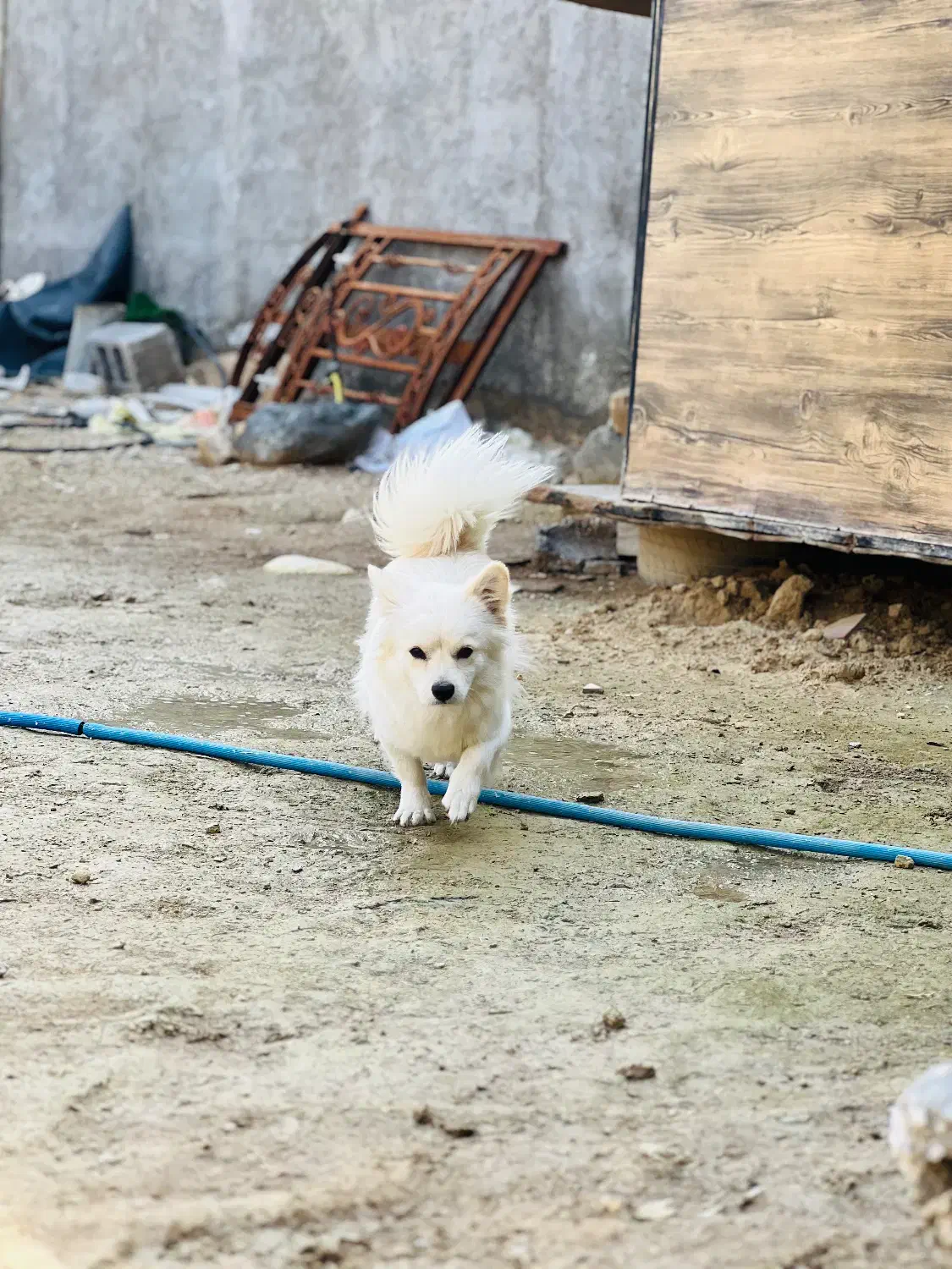 سگ پامر|سگ|لامرد, |دیوار