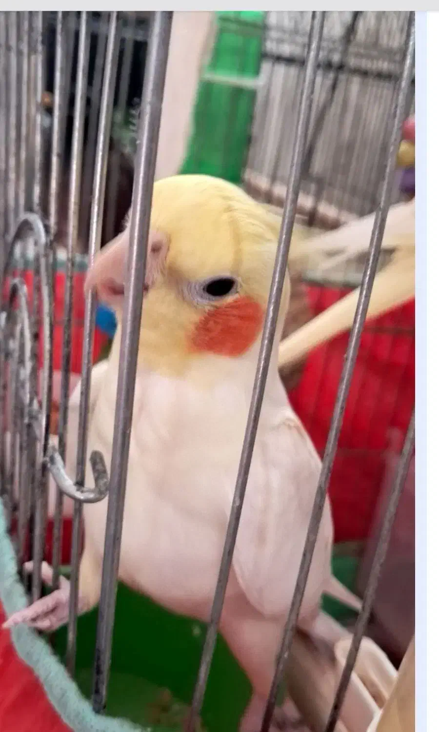 عروس هلندی|پرنده|ابهر, |دیوار