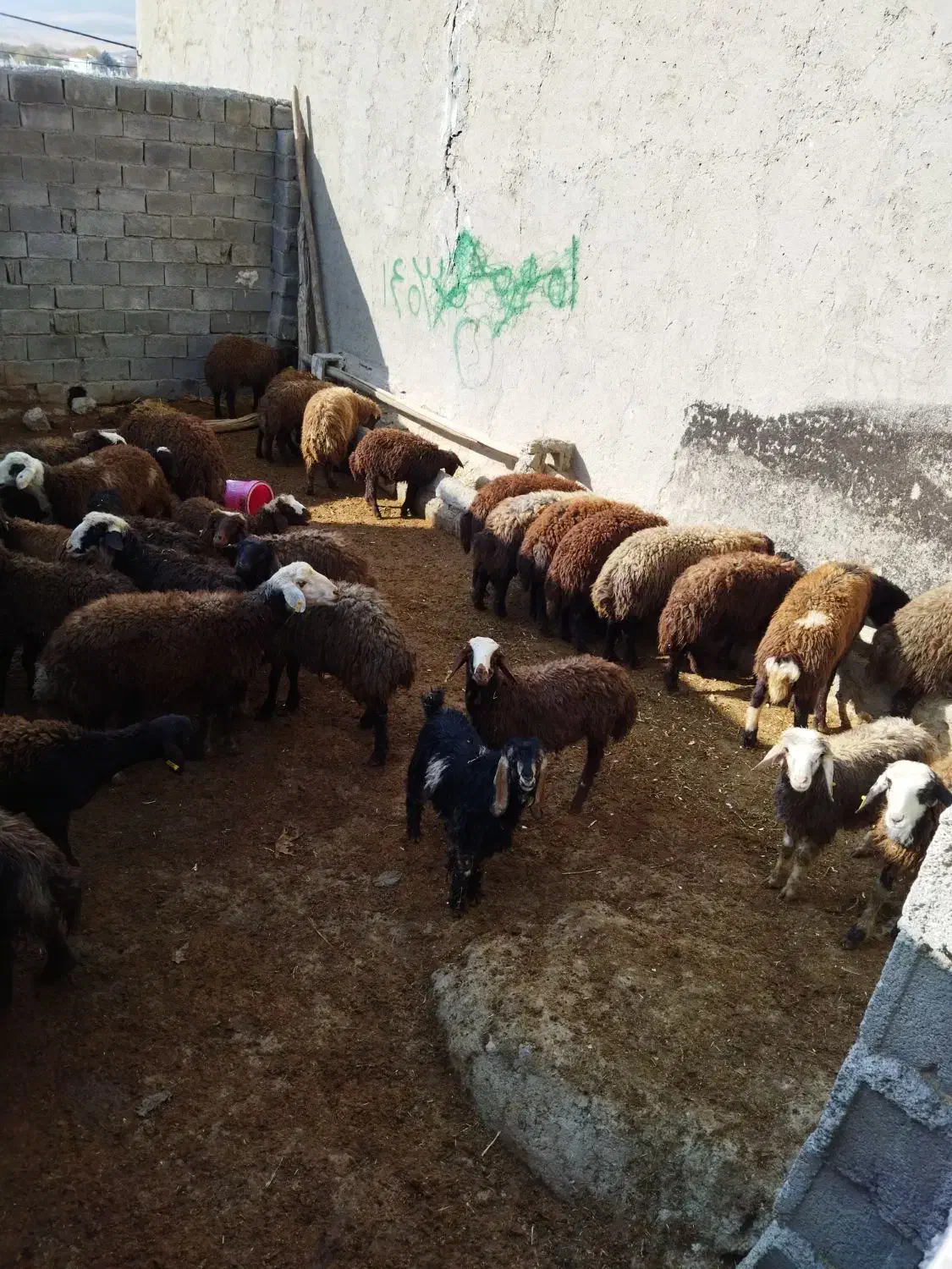 ۴۰عددبره نر چندتاماده داخلشونه|حیوانات مزرعه|زاغه, |دیوار