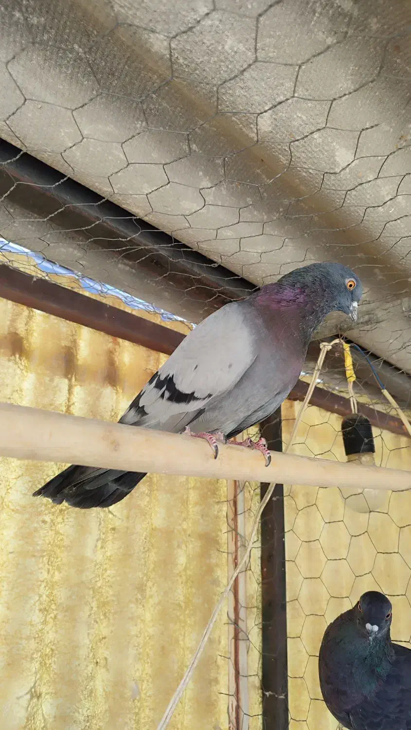 کفتر|پرنده|تهران, سیروس|دیوار