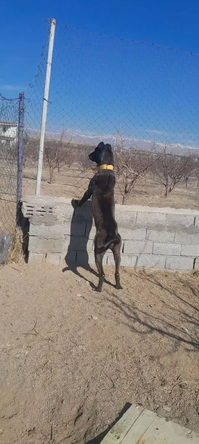 ماده سرابی گم شده|سگ|مشگین شهر, |دیوار