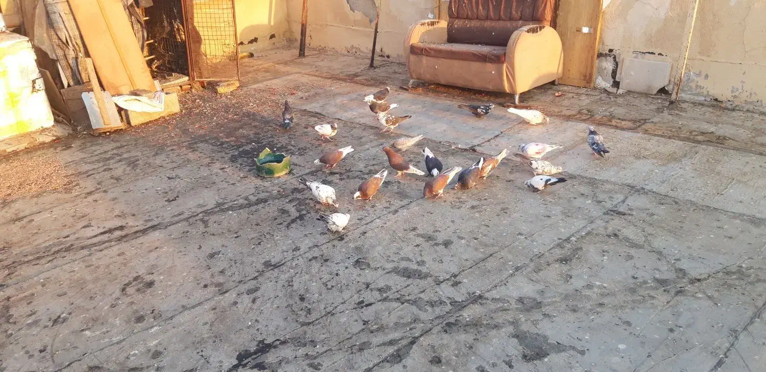 جوجه قلم پرشی|پرنده|رودهن, |دیوار