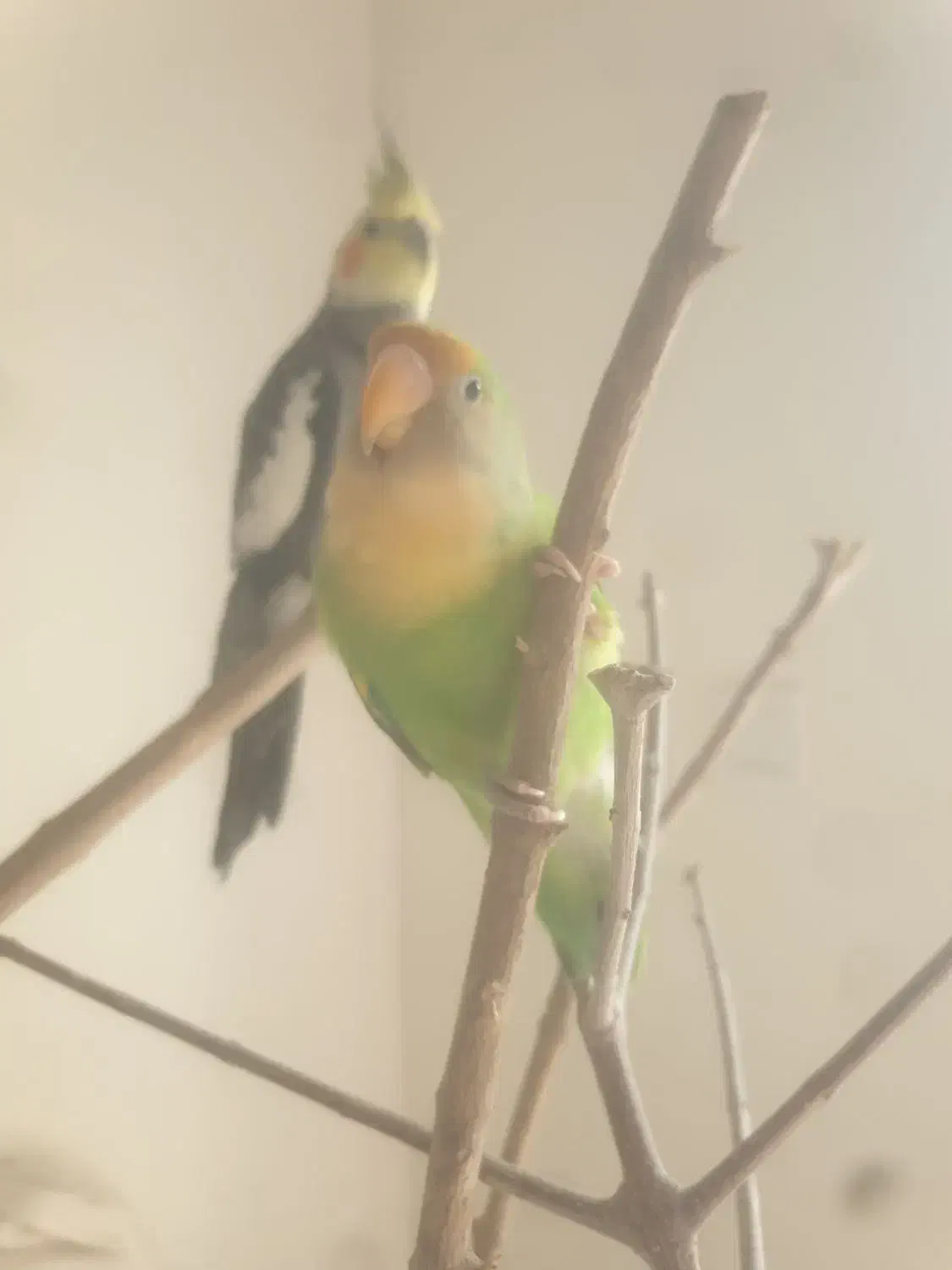 کوتوله برزیلی|پرنده|بابلسر, |دیوار