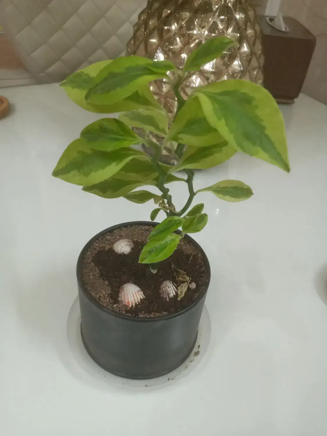 گلدان گل شمعدانی ، پدیلانتوس ، و کالانگوئه|گل و گیاه طبیعی|تهران, تهرانپارس غربی|دیوار