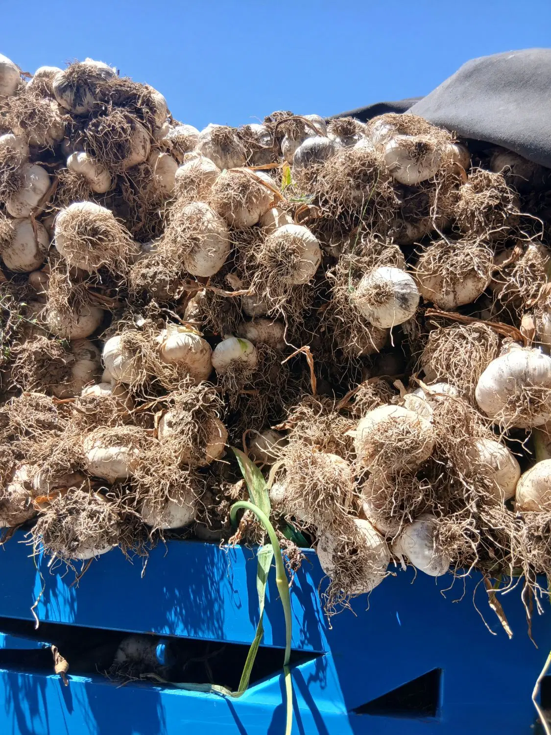 سیر مغان|خوردنی و آشامیدنی|گوگان, |دیوار